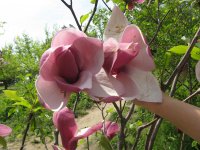 Magnolia Beautiful, 20 апреля , Киев, id82195159